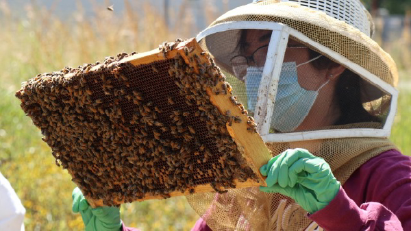 students examines a honeycomb