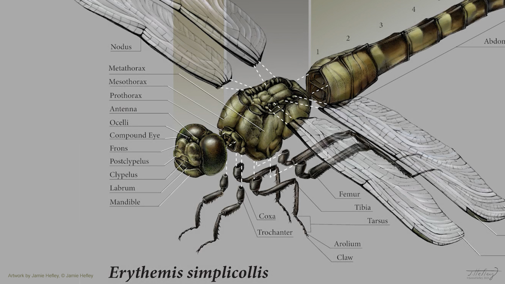 illustration of an mosquito. Artwork by Jamie Hefley, © Jamie Hefley