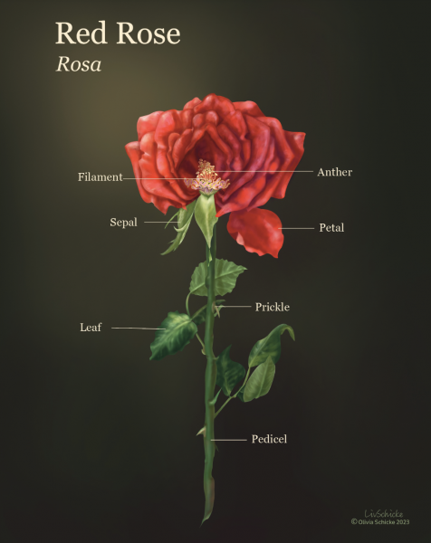 Red Rose
