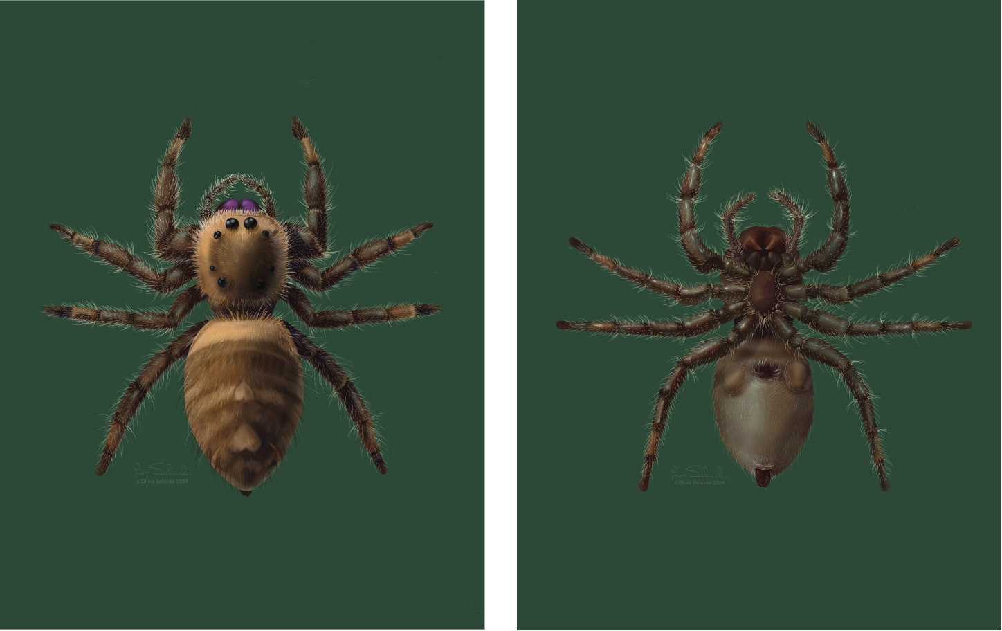 Olivia Schicke Jumping Spider App