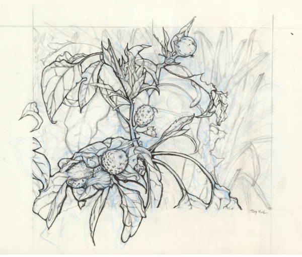 Tong Yual Drawing